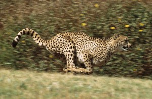 image of cheetah running