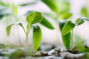 growth-seedlings-300