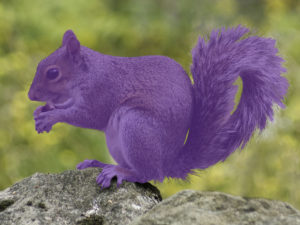 image of a purple squirrel
