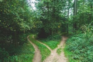 Image of a dirt path in a forest with a fork creating two paths
