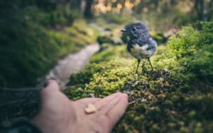Image of a human's hand holding food toward a bird that is hesitant to trust and move forward